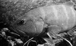 Coral Trout at the wreck of the S.S.Yongala. This fellow ... by Edward Roberts 